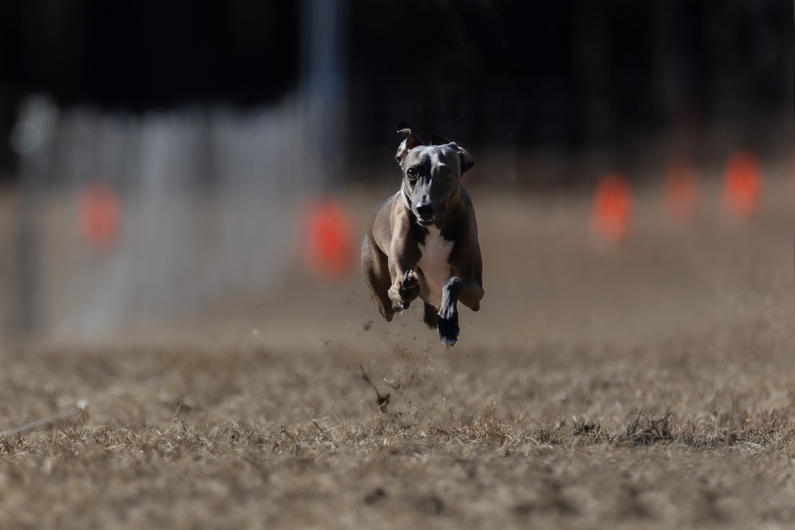 Louie, an Italian Greyhound and the dog who inspired TallyCAT